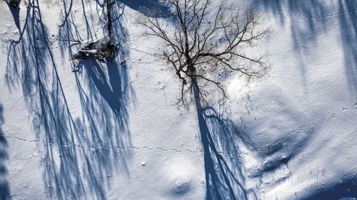 Ancient-tree-1200x675 Ancient Trees May Have Helped Stabilise Climate During Last Ice Age