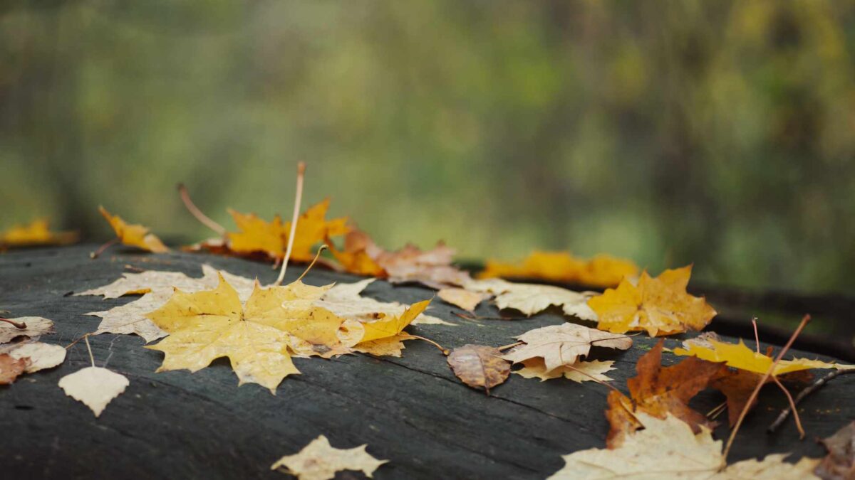 Auutmn-weather-outlook-1200x675 Mild and Wet Start to Winter Likely, Says Met Éireann