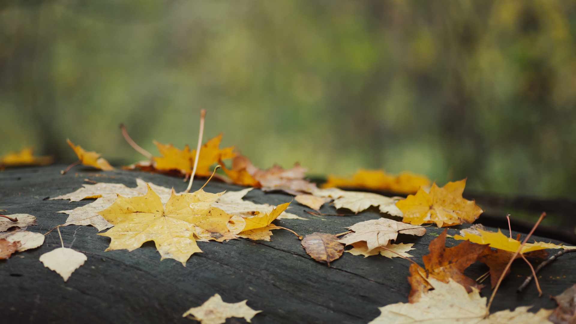 Auutmn weather outlook