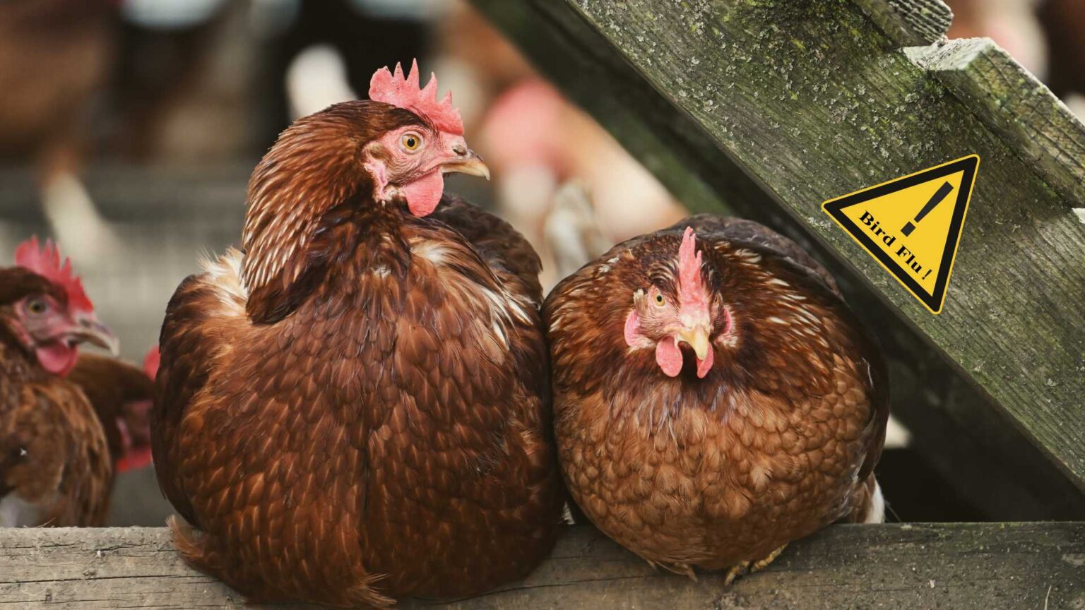 Suspected avian flu detected at Tyrone poultry farm