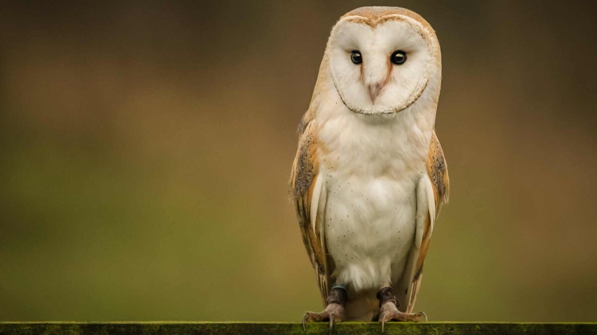 Barn-Owl-1200x675 Funding scheme opens for 2026 biodiversity projects