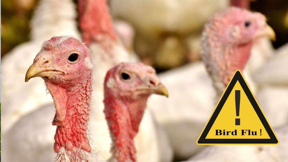 Bird-Flu-1200x675 Third outbreak of avian influenza confirmed in Monaghan turkey flock