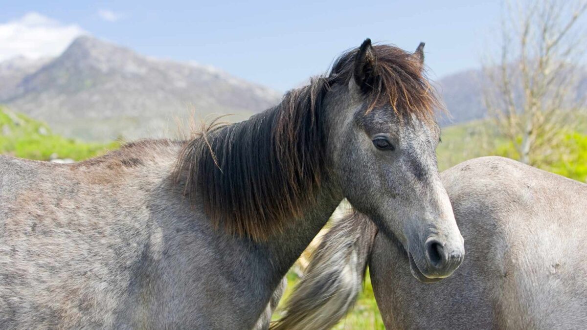 Connemara-Pony-1-1200x675 New Centre Safeguards Future of Connemara Pony