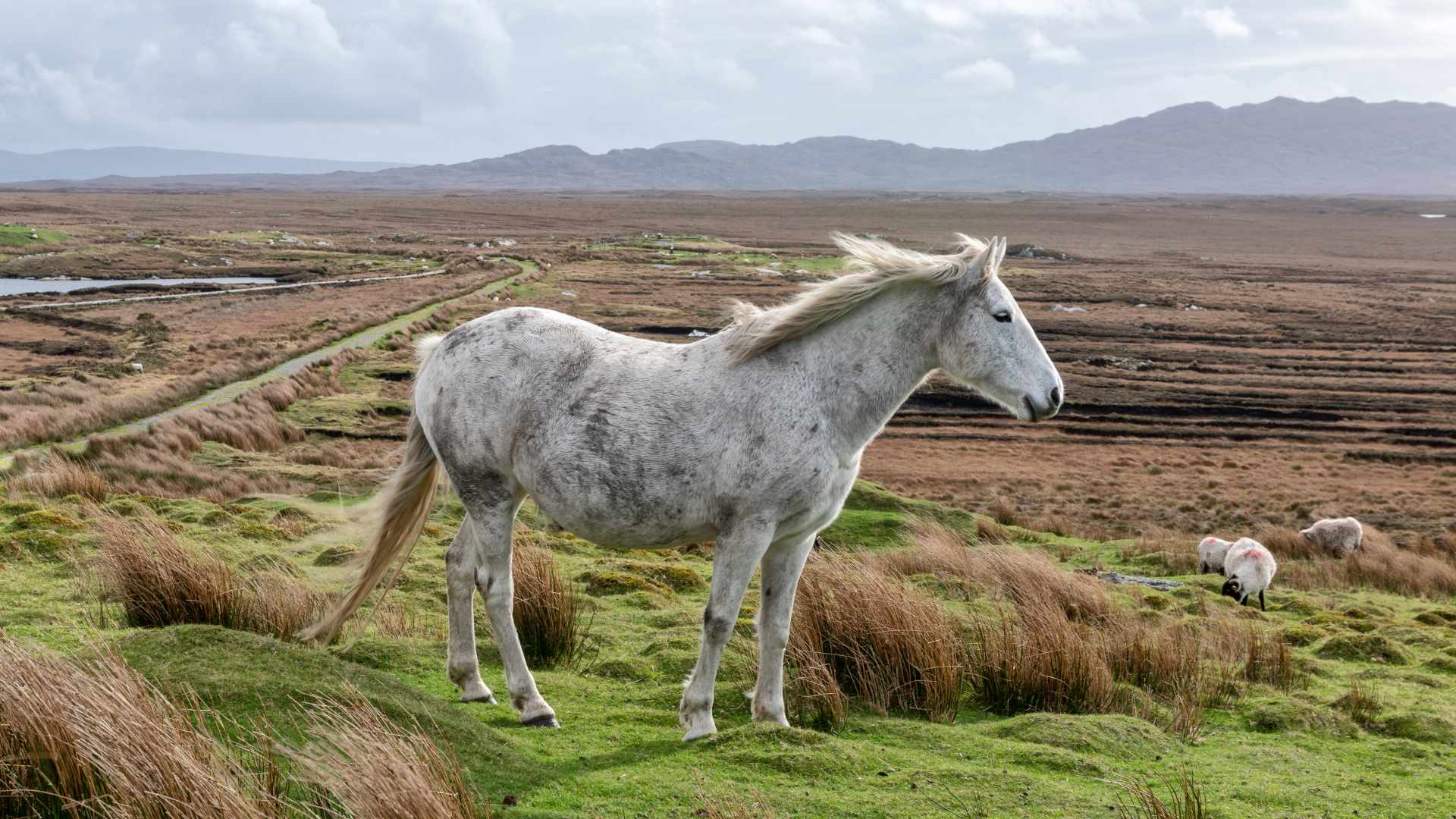 Connemara Pony at Derrigimlagh Bog, County Galway