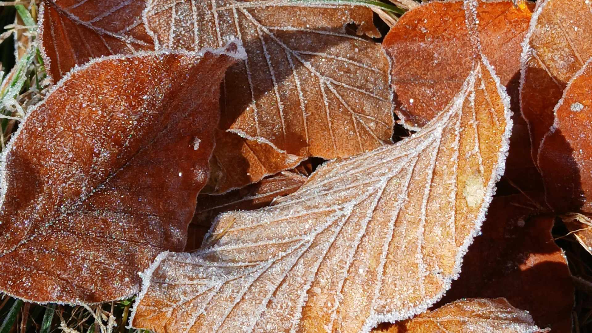 Frost covered leaf