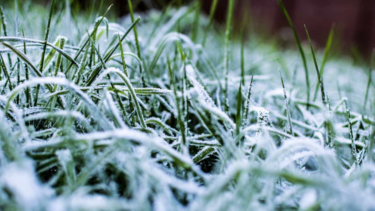 Frost-in-field-1-1200x675 Ireland Awaits Coldest Night of the Winter So Far