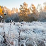 Frost in field