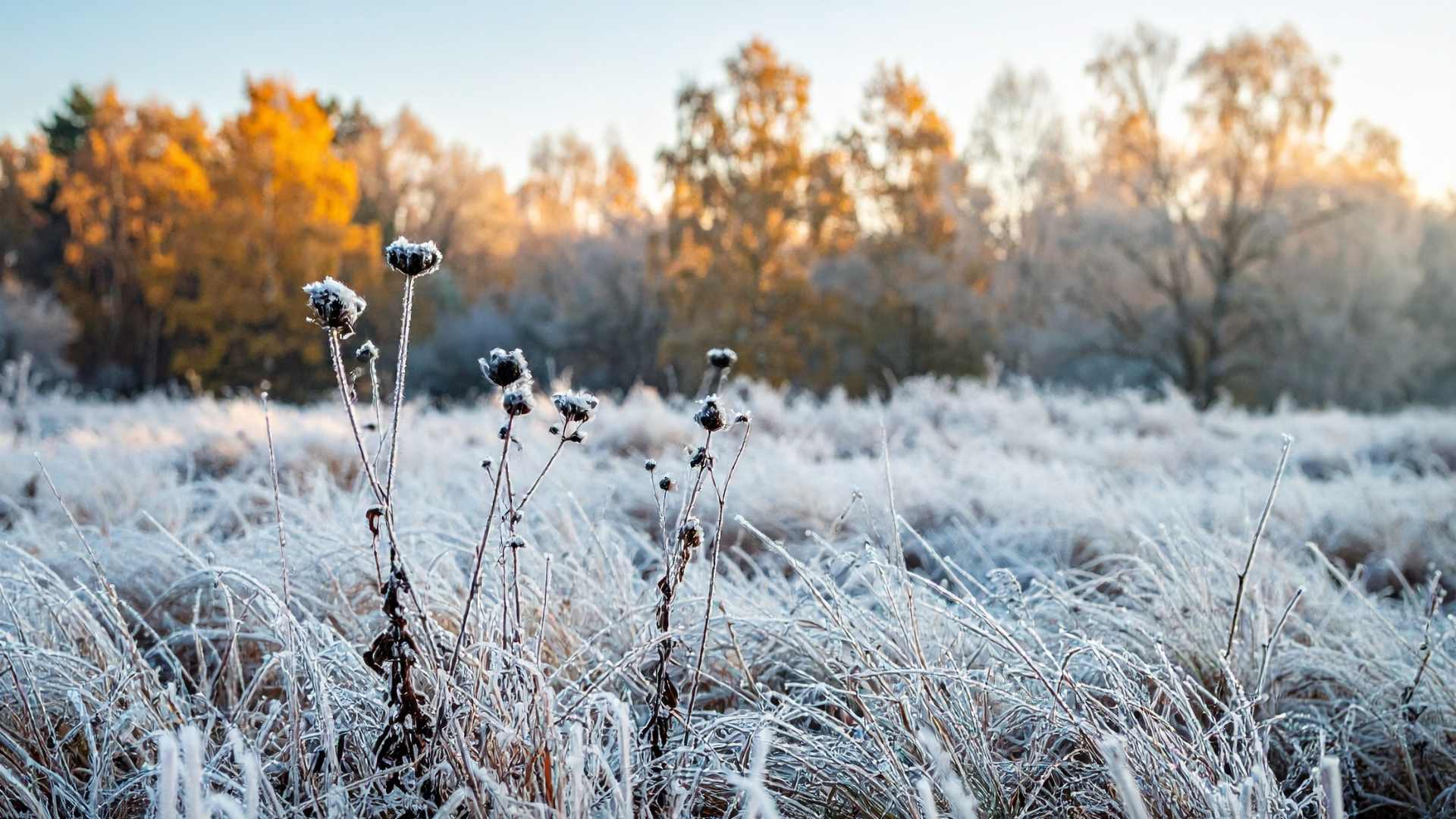 Fields Saturated as Cold Weather Hits 17 Frost in field