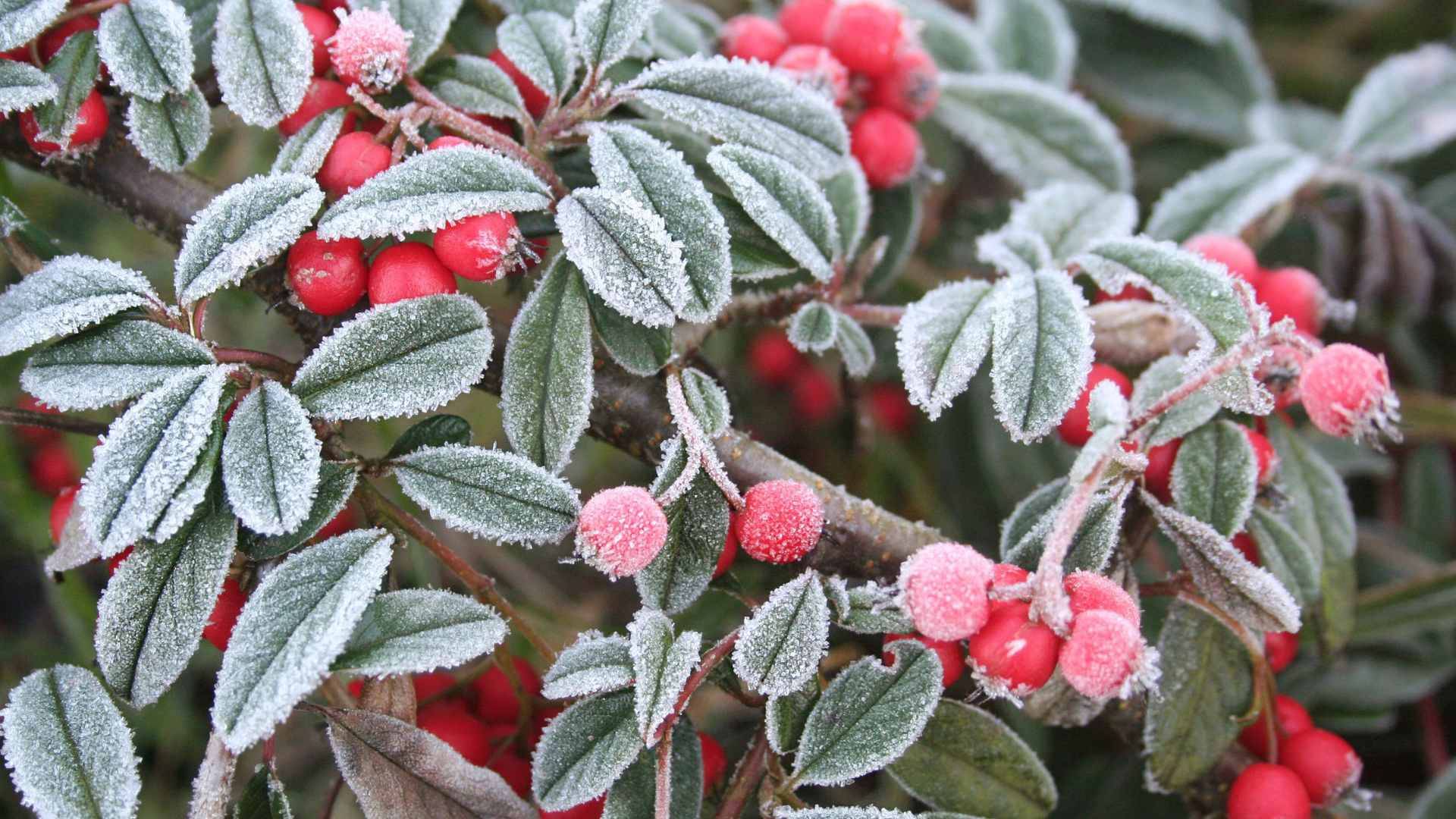 Cold Snap to Follow Wet First Half to November 17 Frost