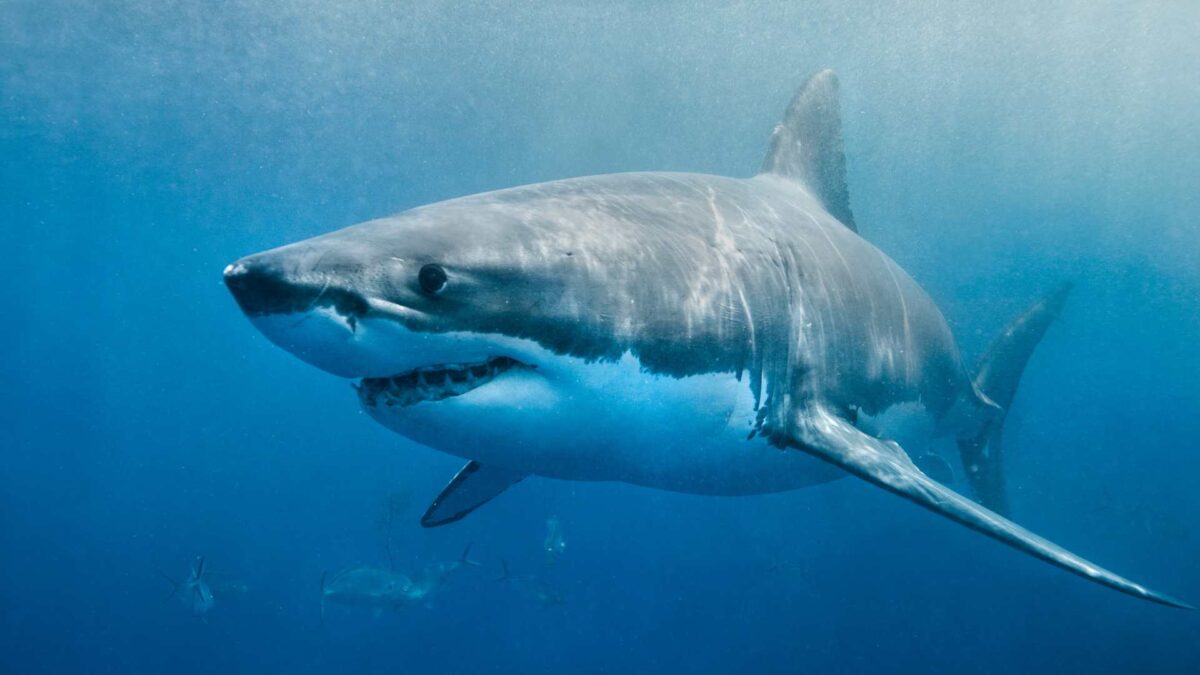 Great-White-Shark-1200x675 Sharks may lose diversity after millions of years of evolution