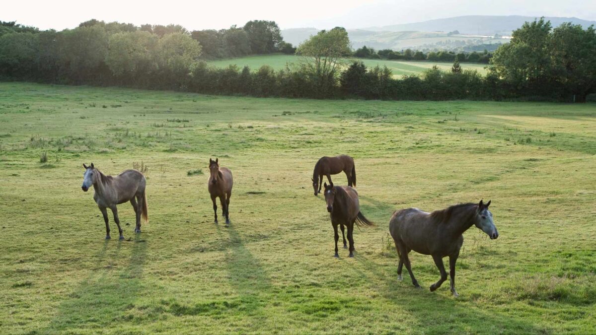 Horses-1200x675 Report shows 120,000 horses in Ireland