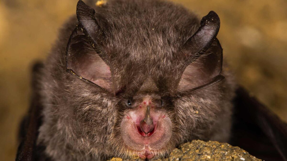 Lesser-Horseshoe-Bat-1200x675 Funding scheme opens for 2026 biodiversity projects