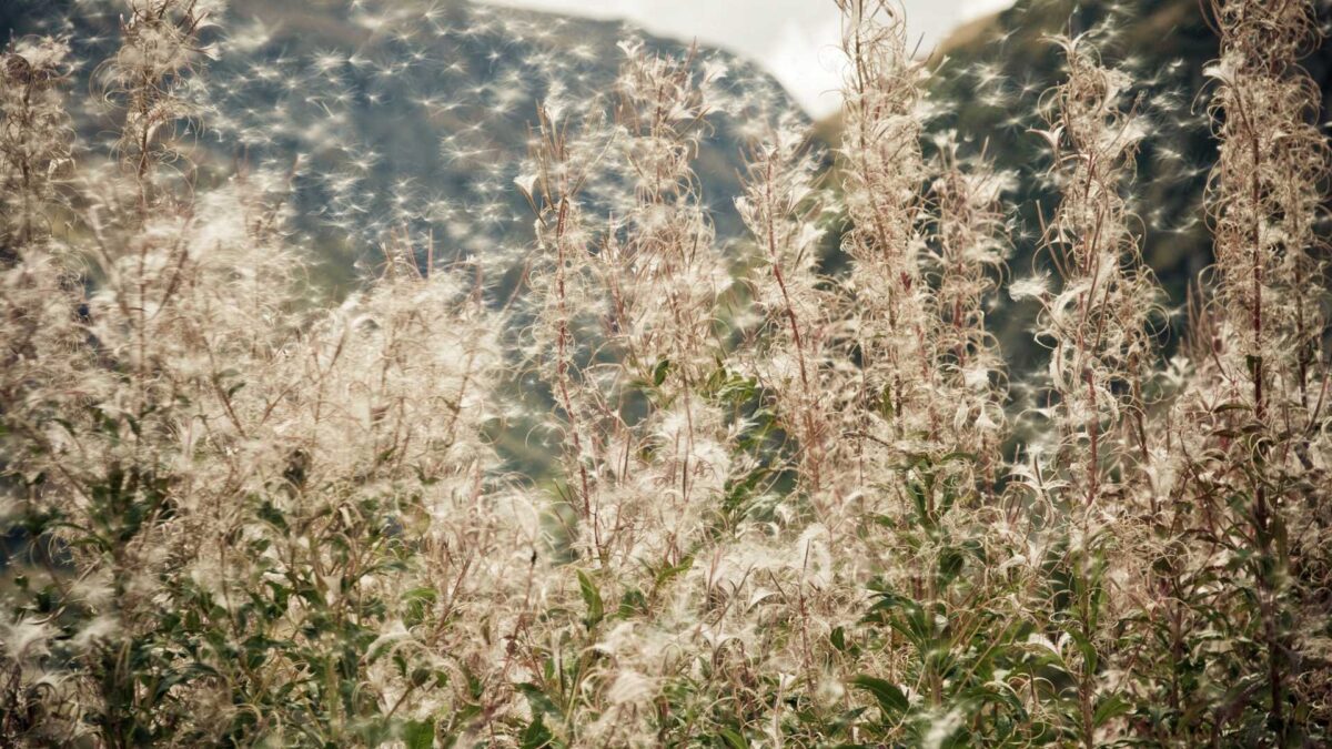Pollen-1200x675 Met Éireann to expand national pollen forecasting service