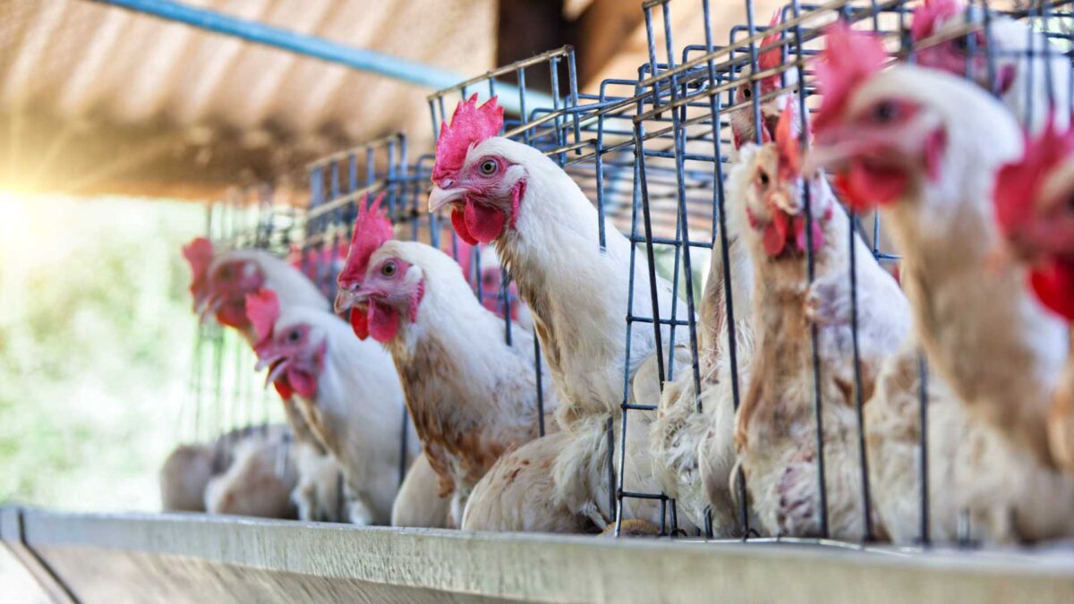 Poultry-1200x675 Ireland Issues Housing Order to Stop Bird Flu Spread