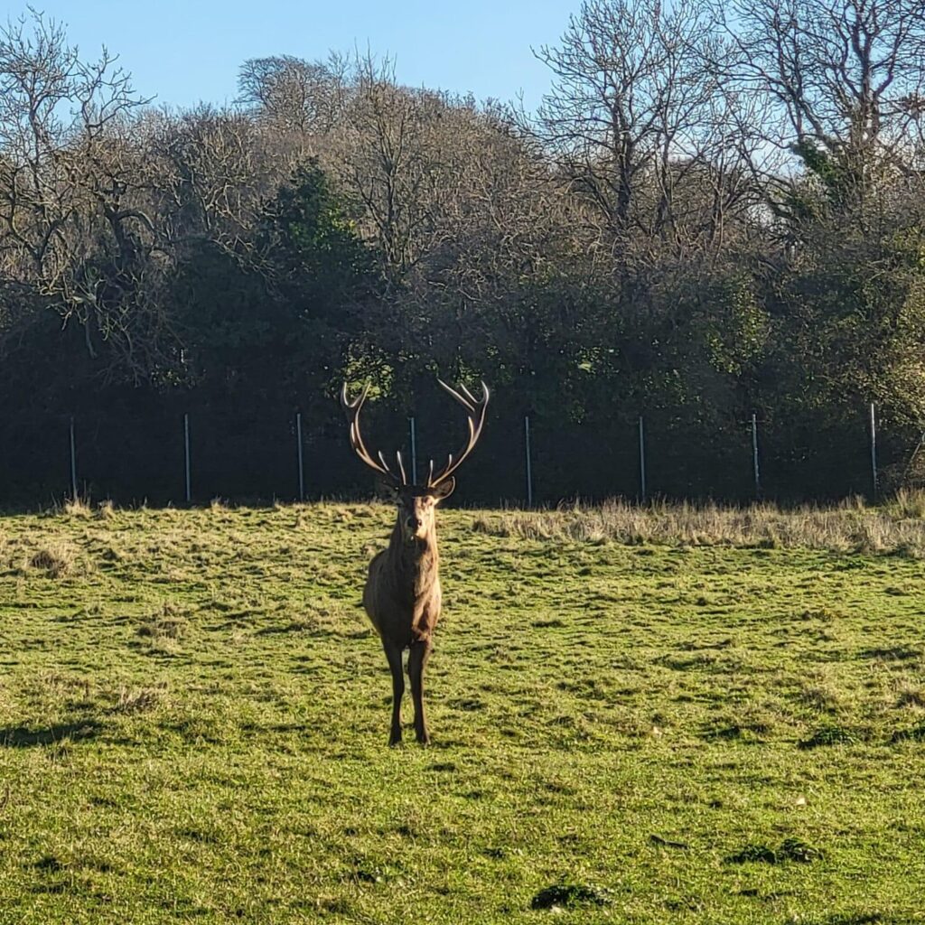 Red-Deer-Stag-1-1024x1024 Investigation launched after stag killed in Dublin