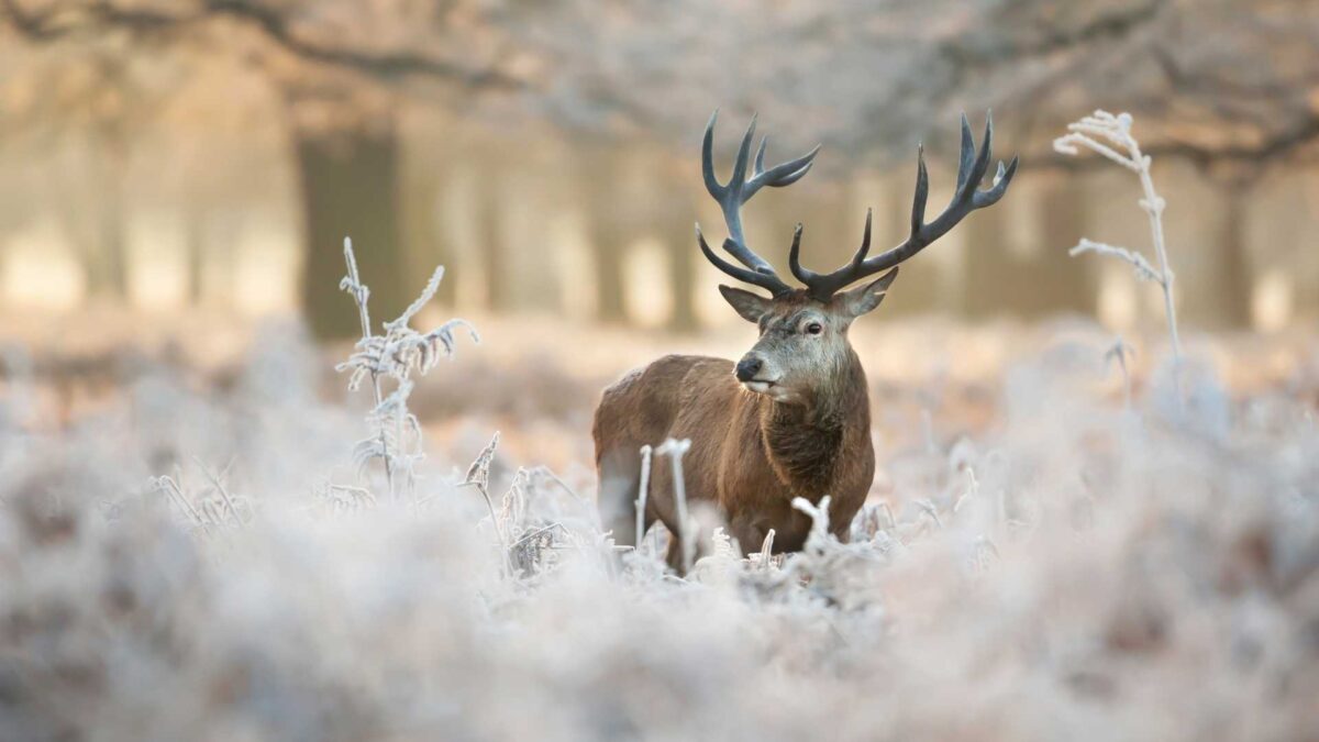 Red-Deer-Stag-1200x675 Investigation launched after stag killed in Dublin