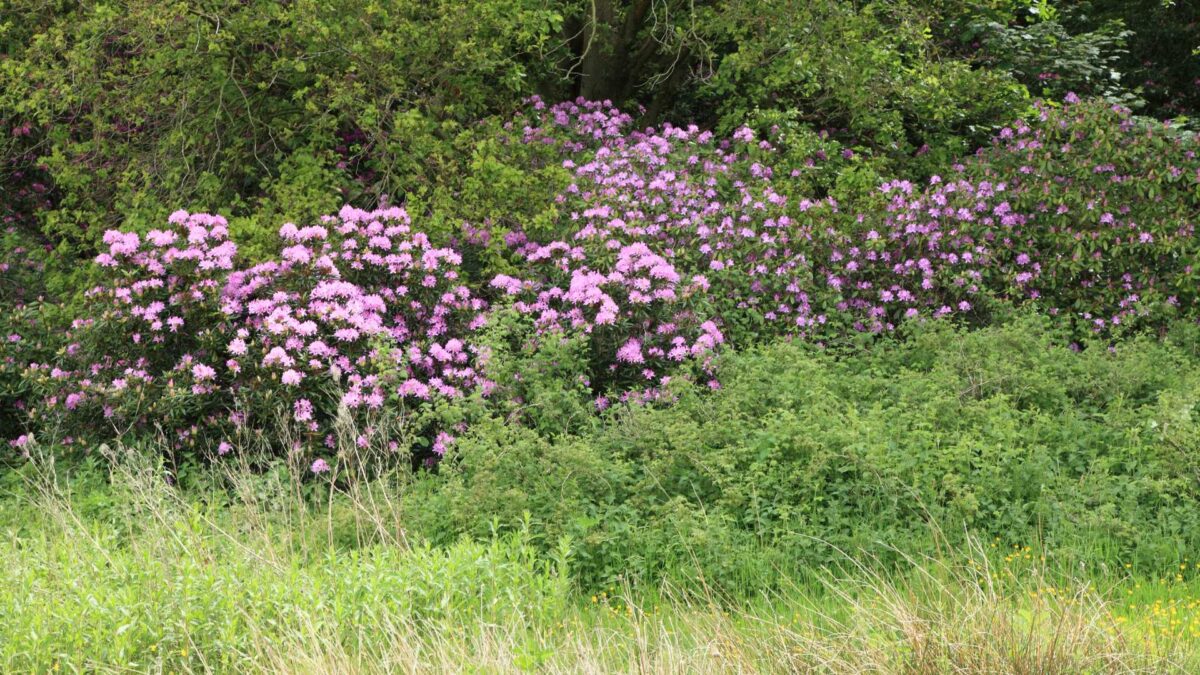 Rhododendron-ponticum-1200x675 Shared island forum targets invasive species crisis