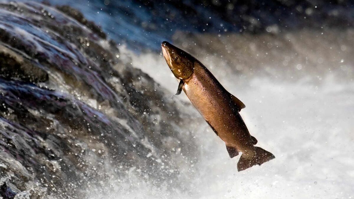 Salmon-1-1200x675 Consultation Opens on Wild Salmon and Sea Trout Regulations