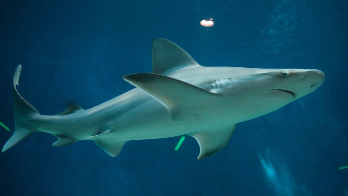 Sandbar-shark-Carcharhinus-plumbeus-1200x675 Sharks may lose diversity after millions of years of evolution