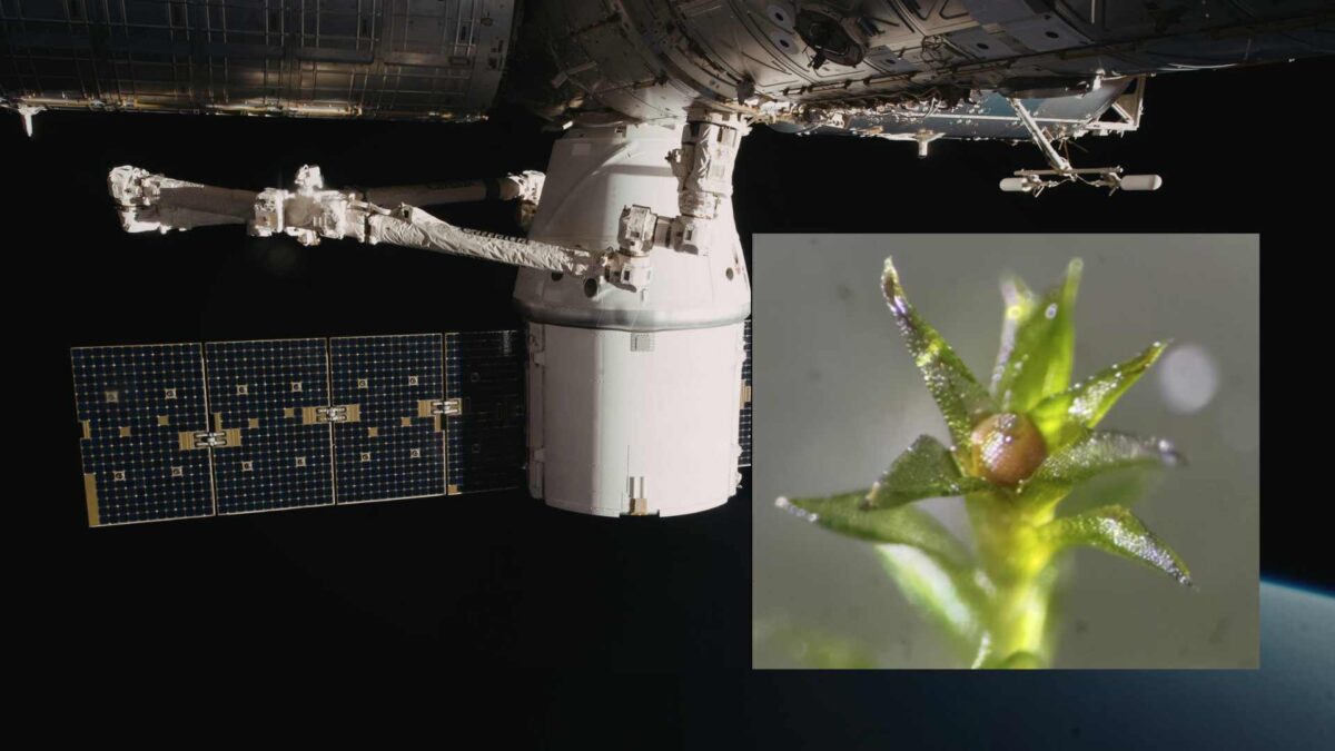 Earth’s Hardiest Plant Thrives in Orbit