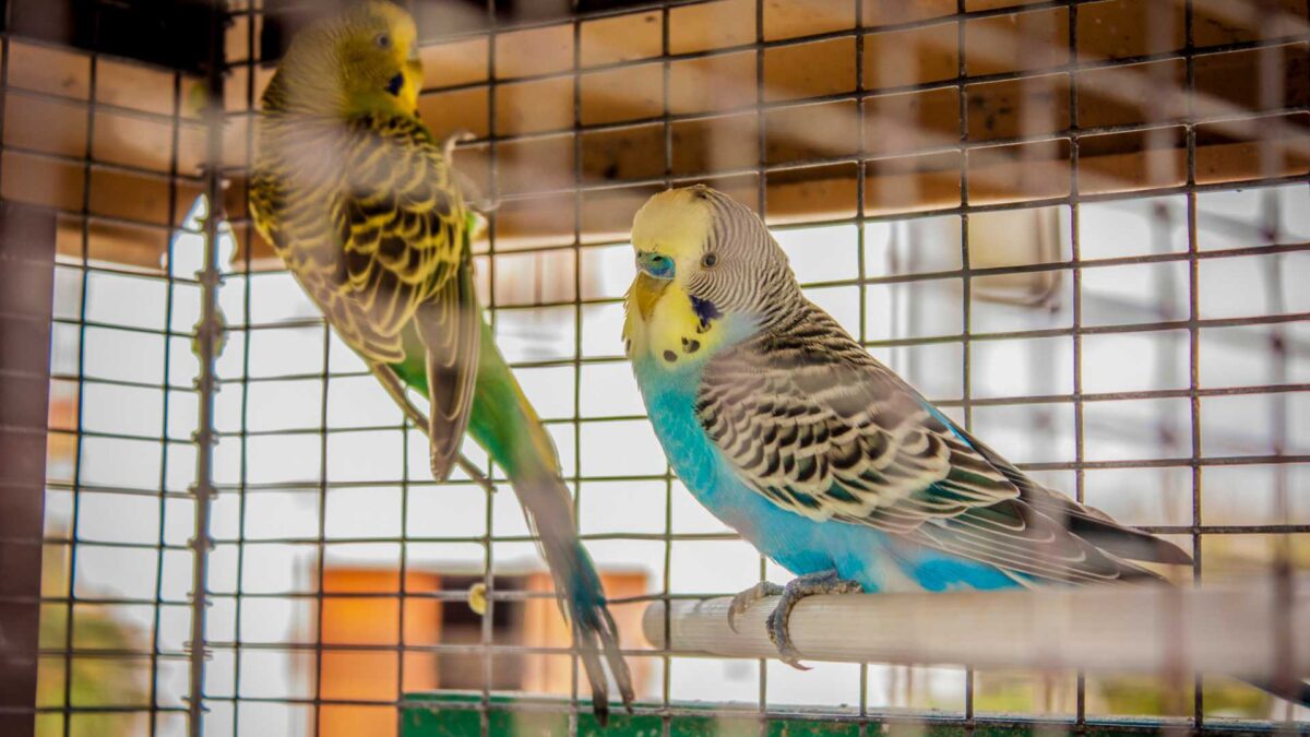 The-Ministers-for-Agriculture-in-Ireland-and-Northern-Ireland-have-introduced-compulsory-housing-orders-for-poultry-and-other-captive-birds-to-reduce-the-risk-of-avian-influenza-1200x675 Ireland Issues Housing Order to Stop Bird Flu Spread