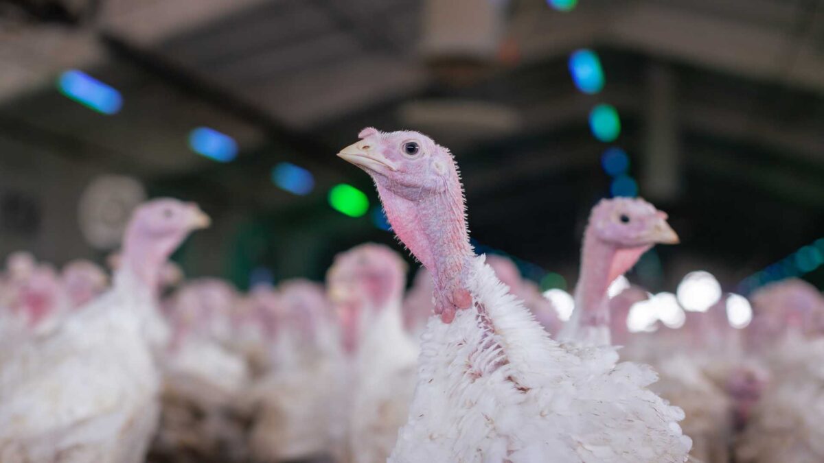 Turkey-farm-1-1200x675 Second Bird Flu Outbreak Confirmed in Meath