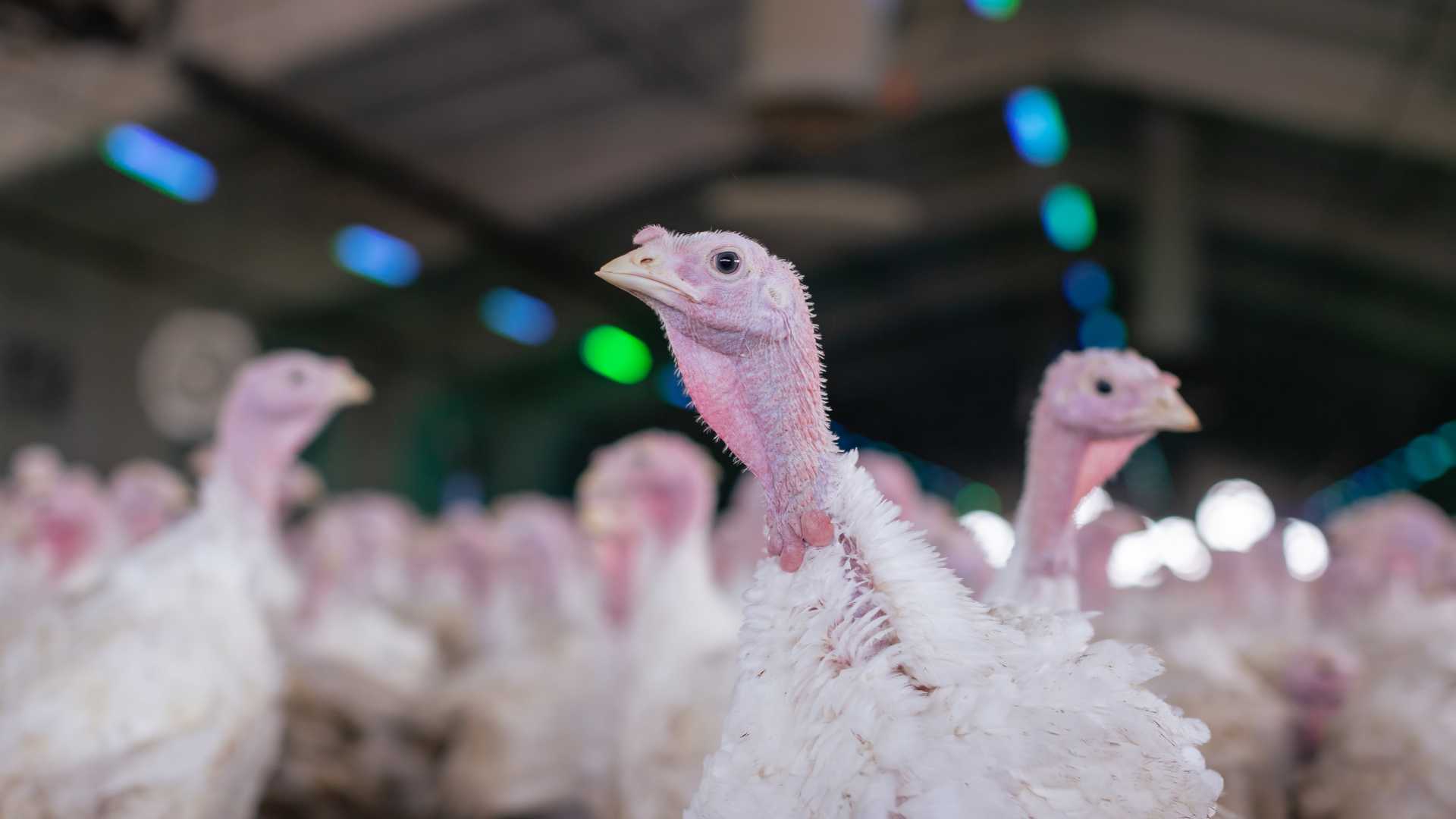 Turkey farm