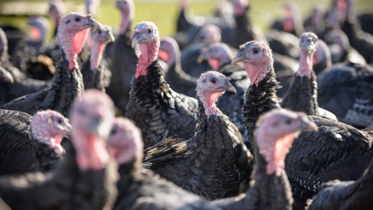 Turkey-farm-1200x675 Avian flu outbreak confirmed in Carlow turkey flock