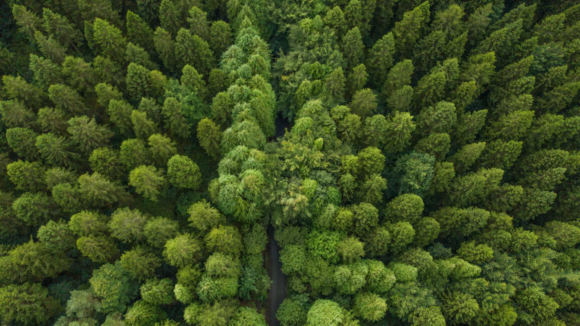 A pine forest in Roscommon