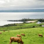 Cows in Ireland