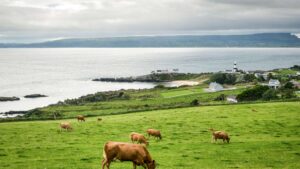 Cows in Ireland