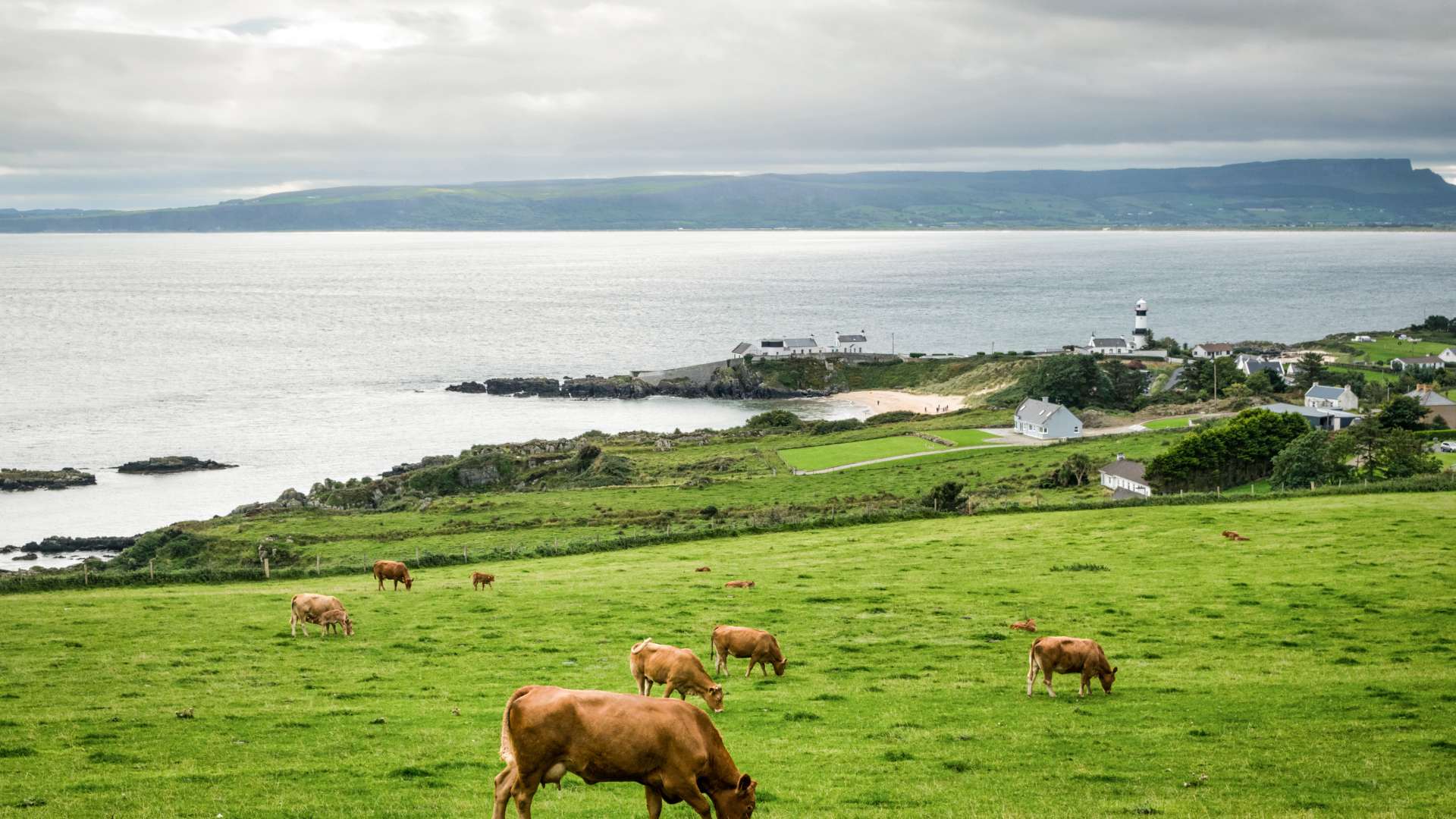 Cows in Ireland