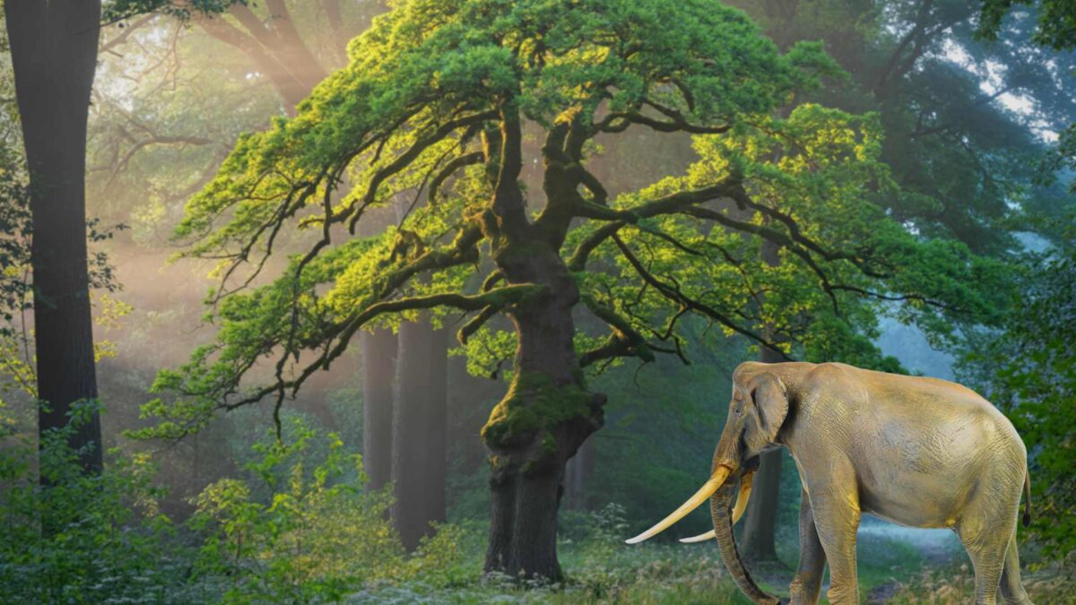 Stegodon-1200x675 Irish researcher uncovers climate link to disappearance of ‘hobbit’