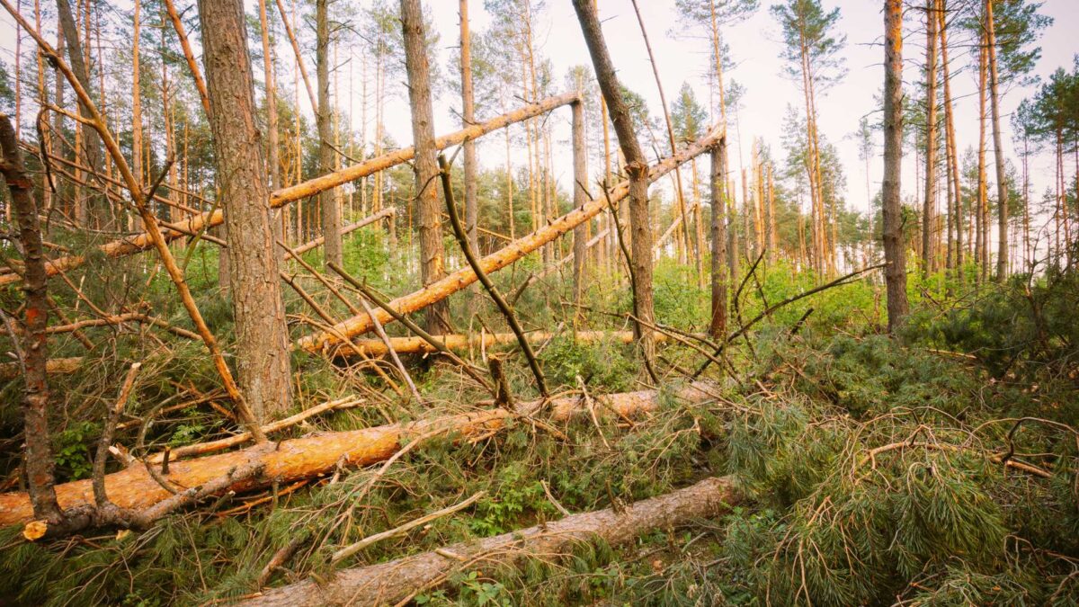 Storm-damaged-forest-1200x675 New forestry scheme announced for landowners hit by storms